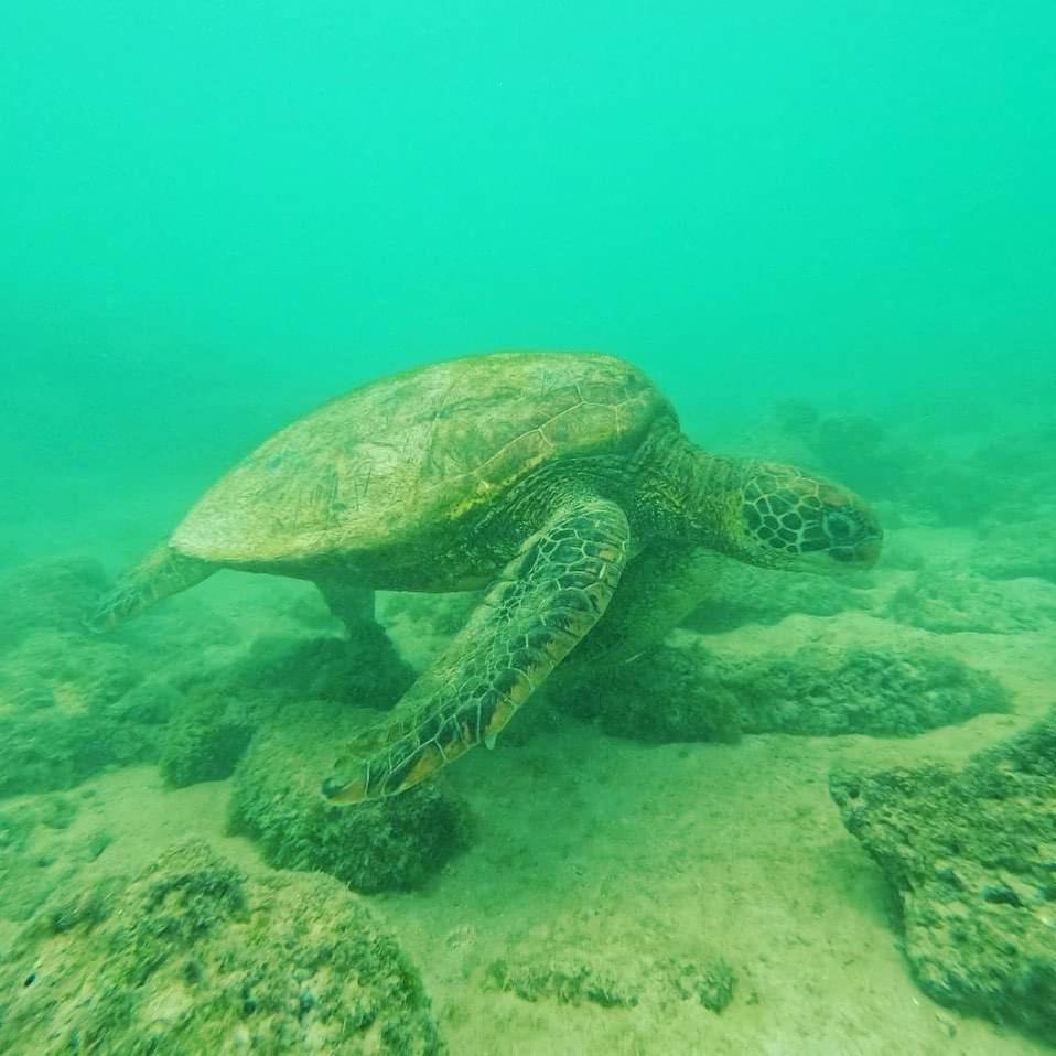 巴克里索莫雷诺港Tortuga House公寓 外观 照片